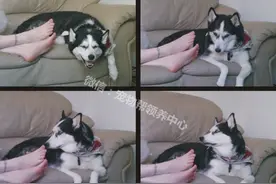 这脚有毒！哈士奇闻了主人脚后，这作呕的表情太经典了！哈哈！图片