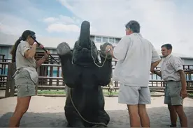 实拍：美国驯兽员残忍的训练小象图片