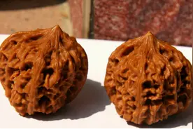 古玩核桃的起源图片
