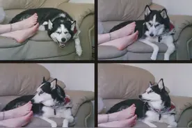 主人把脚伸向哈士奇，二哈马上做出一副要去死的表情图片