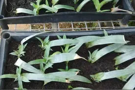 菠萝育苗技术图片