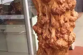 此木天然随型，瘤疤爆满，自然香气，大自然的造物！图片