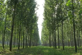 林业局与省部唯一共建的高校图片