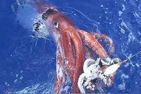 日本海中捕到超大鱿鱼 拖上船便很快死去图片