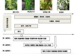 葡萄花后至套袋前用药技术图片