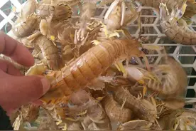 五月份最肥的6种海鲜，还有哪种你没吃？不吃可亏大了！图片