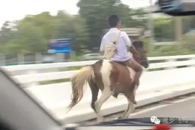 拉轰！泰国少年骑马上学？公路飞驰！图片