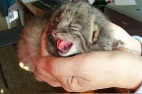 好心农夫从仓库捡回4只小猫回家养，但养大后怎么变得比猫还霸气图片