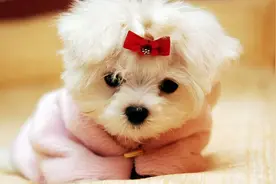 夏天狗的毛剃光好吗？图片