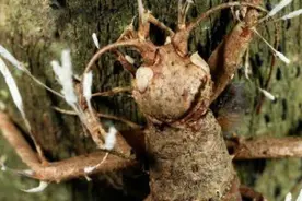 实拍！僵尸真菌将动物僵尸化全过程！