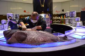 珍珠龙胆石斑鱼开鱼秀  269斤的石斑鱼“鱼王”出没！图片