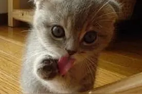 为什么在和猫咪握手后它会使劲舔自己的爪子，是它洁癖吗？图片