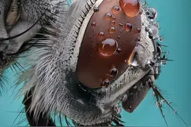 就是这只苍蝇图片