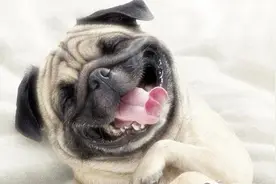 狗狗竟然也会换牙？！狗狗换牙期需要注意的三大事项！图片