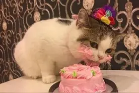 小猫咪过生日，这吃相吓坏宇宙人萌的炸天图片