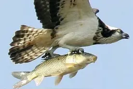 各种动物们的搞笑瞬间图片