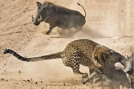 这是动物界最温情的画面，为了孩子拼命与花豹搏斗图片