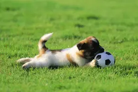 给狗狗吃糖居然有这么多危害，一定要千万注意！图片