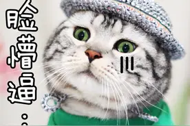 超萌小花猫表情包，拿去不谢~(￣_,￣ )图片
