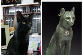 狗狗控萌图第162波：这一排猫咪吃饭也太壮观了！图片