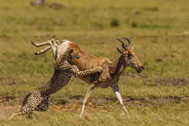 凶猛豹子捕杀羚羊，没想到竟反遭羚羊一脚踢飞！图片