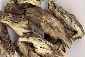 漏芦可治诸疮痈，乳汁不通亦可用图片