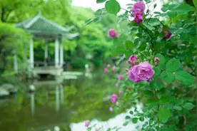 星空下的小诗：读杜甫《夜宴左氏庄》图片