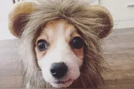 萌宠搞笑图第185波:侬瞅啥！没见过腿这么短的狮子么！图片