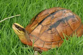 你也在等“金钱归来”了吗？图片