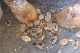 饥饿老鹰无处觅食捕小鸡，岂料被母鸡压在身下图片