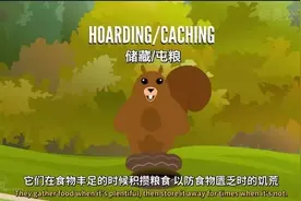 美国公共广播服务免费科普短片：松鼠是如何找到坚果图片