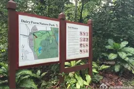 新加坡奶牛农场自然公园(Dairy farm nature图片
