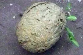 狗狗嘚瑟玩弄蜜蜂，蜜蜂发怒后狗狗悲剧了图片