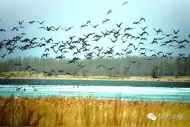 孟家段沙湖离我们这么近图片