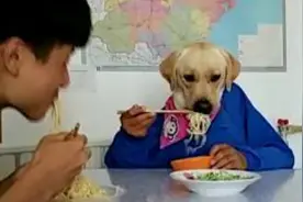狗狗吃面条太有才了图片