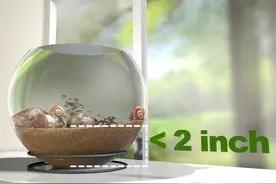 科学养蜗牛的方法，简单容易养的宠物！图片