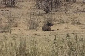 小野牛坐等父母，不料等来一头大象，接下来发生的事竟出乎人意料图片