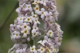 密蒙花能降糖！是真的吗？图片