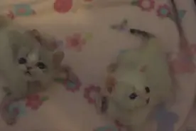 2只遭弃养的小猫咪，用坚强改写了自己的命运图片