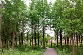 烟雨宜黄，梦回老家图片