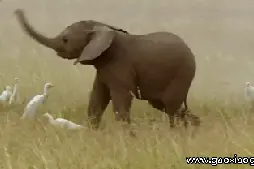 齐天大圣勇斗二郎神的哮天犬（整理爆笑GIF)图片