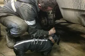 修车厂超萌小黑，腊肠犬当助理帮主人递工具图片
