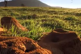 人们挖开曾经的蚂蚁巢穴，内部的发现让人惊叹不可思议！图片