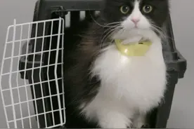 猫奴福利：这个3D打印项圈可以将猫言翻译成英语图片