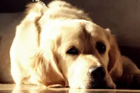 怎么会有电击项圈这种东西？图片