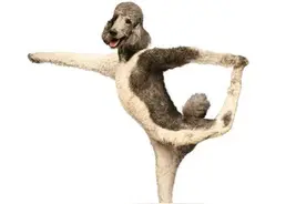 跟狗狗学做瑜伽，“瑜伽狗”示范专业姿势，令人忍俊不禁图片