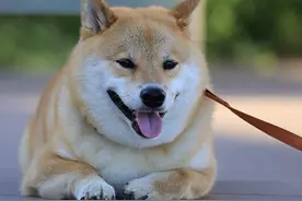狗狗牵引绳也要仔细挑选图片