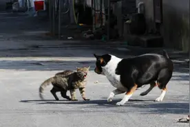 小猫和小狗是这么干仗的！现实版加菲猫的战斗图片