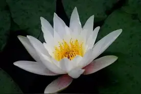 王蒙：无为不是睡觉，是不做没头没脑的事！图片