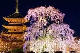绝美四季・令人惊艳的日本铁路“京都行”海报图片